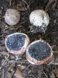 Scleroderma albidum image