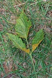 Gymnoconia nitens image