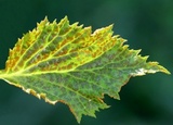Gymnoconia nitens image