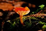 Hygrocybe insipida image
