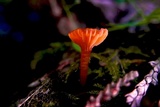 Hygrocybe insipida image