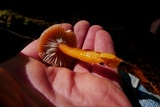 Hygrocybe laeta var. laeta image