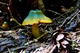 Humidicutis marginata image