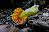 Humidicutis marginata var. olivacea image