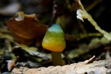 Humidicutis marginata var. olivacea image