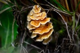 Podoserpula pusio image