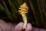 Podoserpula pusio image