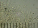 Podoserpula pusio image