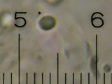 Podoserpula pusio image