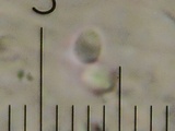 Podoserpula pusio image