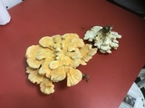 Laetiporus cincinnatus image