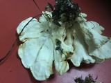 Laetiporus cincinnatus image