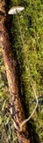 Mycena cystidiosa image