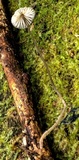 Mycena cystidiosa image
