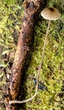 Mycena cystidiosa image