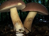 Tylopilus rubrobrunneus image