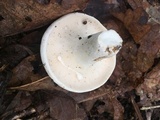 Lactarius piperatus image
