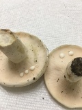 Lactarius piperatus image