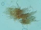 Phaeomarasmius erinaceus image