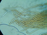 Phaeomarasmius erinaceus image