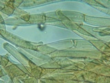 Phaeomarasmius erinaceus image