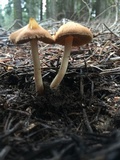 Inocybe nitidiuscula image