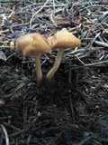 Inocybe nitidiuscula image