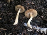 Inocybe nitidiuscula image