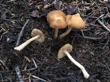 Inocybe nitidiuscula image