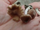 Inocybe abjecta image