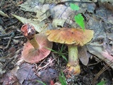 Cortinarius corrugatus image