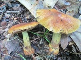 Cortinarius corrugatus image