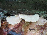 Crepidotus applanatus image