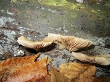 Crepidotus applanatus image