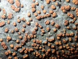 Cryphonectria parasitica image
