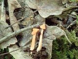 Entoloma quadratum image