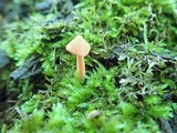 Entoloma quadratum image