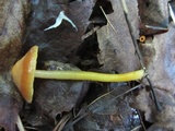 Hygrocybe psittacina var. perplexa image