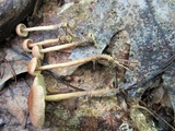 Gymnopus semihirtipes image