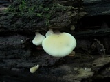 Hohenbuehelia angustata image