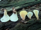 Hohenbuehelia angustata image