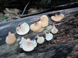 Hohenbuehelia angustata image