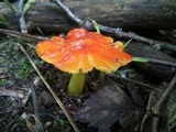 Hygrocybe acutoconica image