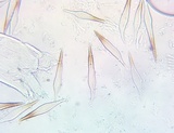Marasmius cohaerens image