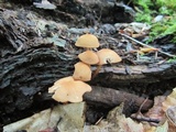 Marasmius cohaerens image
