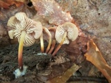 Marasmius cohaerens image