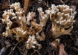 Ramaria botrytis image