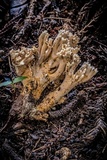 Ramaria botrytis image