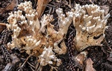 Ramaria botrytis image