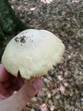 Cortinarius caperatus image